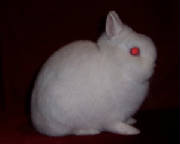 ruby13005.jpg