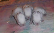 soleraricky223052.jpg