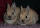 tortdoes.jpg